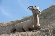big-horn-sheep;bighorn-sheep-picture;bighorn-sheep-bighorn-sheep-ewe;bighorn-sheep-female;badlands-n