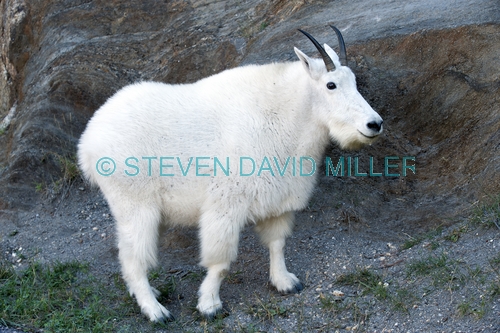 mountain goat picture;mountain goat;rocky mountain goat;Oreamnos americanus;north american mountain goat;mount rushmore mountain goat;black hills mountain goat;custer state park mountain goat;furry goat;white goat;mount rushmore;mt rushmore