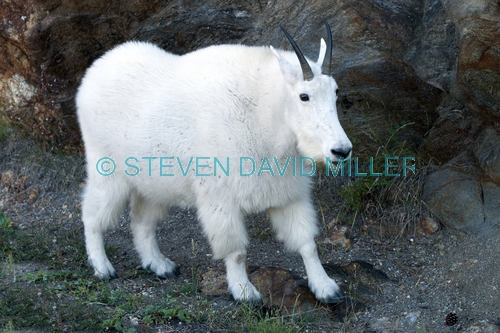 mountain goat picture;mountain goat;rocky mountain goat;Oreamnos americanus;north american mountain goat;mount rushmore mountain goat;black hills mountain goat;custer state park mountain goat;furry goat;white goat;mount rushmore;mt rushmore