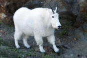 mountain-goat-picture;mountain-goat;rocky-mountain-goat;Oreamnos-americanus;north-american-mountain-
