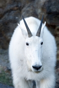mountain-goat-picture;mountain-goat;rocky-mountain-goat;Oreamnos-americanus;north-american-mountain-