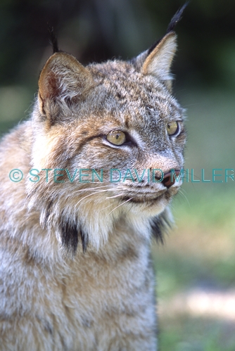 canadian lynx picture;canadian lynx;lynx;head portrait of canadian lynx;captive canadian lynx;threatened species;threatened canadian species;threatened north american species;steven david miller