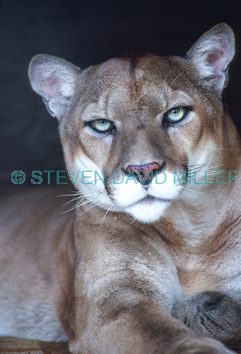 cougar picture;cougar;puma picture;puma;mountain lion picture;mountain lion;puma concolor cougar;captive cougar;cougar looking into camera;steven david miller
