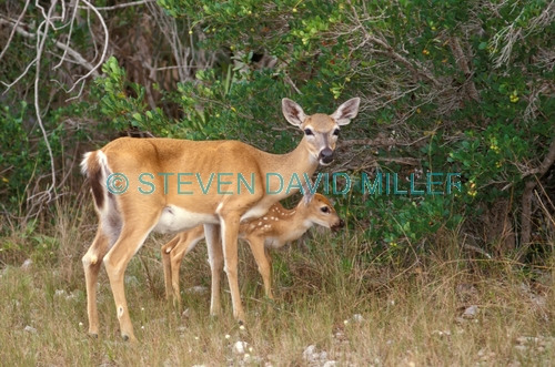 florida key deer picture;florida key deer;key deer;small white-tailed deer;odocoileus virginianus clavium;doe with fawn;mother with fawn fawn;big pine island;national key deer refuge;florida keys;mother and child