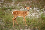 florida-key-deer-fawn-picture;florida-key-deer-fawn;key-deer-fawn;small-white-tailed-deer-fawn;odoco