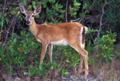 florida-key-deer-picture;florida-key-deer;key-deer;small-white-tailed-deer;odocoileus-virginianus-cl