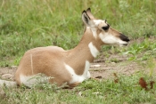 pronghorn-picture;pronghorn;prong-buck;pronghorn-antelope;antilocapra-americana;pronghorn-at-custer-