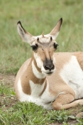 pronghorn-picture;pronghorn;prong-buck;pronghorn-antelope;antilocapra-americana;pronghorn-at-custer-