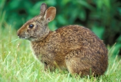 marsh-rabbit-picture;marsh-rabbit;cottontail-rabbit;cotton-tail-rabbit;royal-palm;everglades-nationa