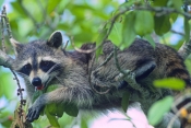 raccoon-picture;southern-raccoon;raccoon;procyon-lotor;raccoon-panting;raccoon-drooling;raccoon-in-t