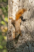 fox-squirrel-picture;fox-squirrel;western-fox-squirrel;squirrel;squirrel-with-acorn;custer-state-par