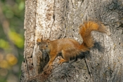 fox-squirrel-picture;fox-squirrel;western-fox-squirrel;squirrel;squirrel-with-acorn;custer-state-par
