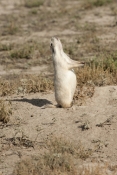 prairie-dog-picture;prairie-dog;black-tailed-prairie-dog;black-tailed-prairie-dog;blacktail-prairie-