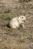 prairie-dog-picture;prairie-dog;black-tailed-prairie-dog;black-tailed-prairie-dog;blacktail-prairie-