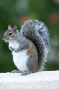 grey-squirrel;gray-squirrel;tree-squirrel