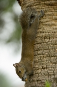 grey-squirrel;gray-squirrel;tree-squirrel