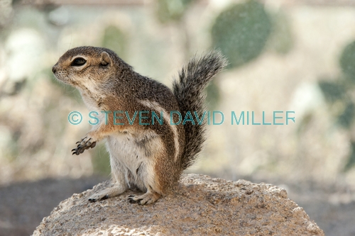 harris antelope squirrel;harris' antelope squirrel;antelope squirrel;squirrel;ground squirrel;cute little animal;family sciuridae;arizona sonora desert museum;desert squirrel