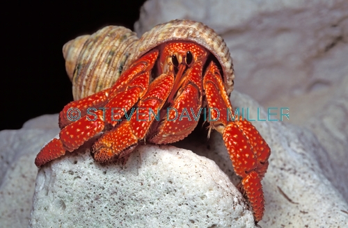hermit crab picture;hermit crab picture;marine hermit crab;hermit crab;hermit crab;hermit crab in shell;marine hermit crab in shell;lady elliot island;great barrier reef