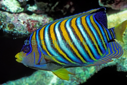 angelfish picture;angelfish;angel fish;pygoplites diacanthus;family pomacanthidae;great barrier reef;colorful fish;colourful fish