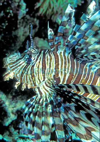 Pterios volitans;firefish;red firefish;fire fish;red fire fish;scorpion fish;lionfish lion fish;great barrier reef