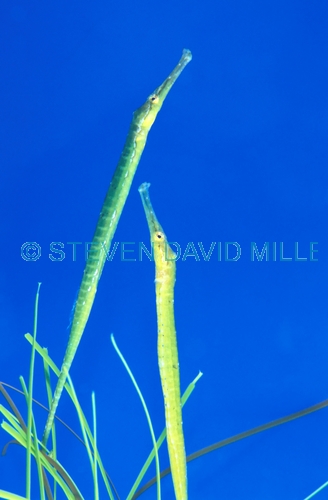 double-ended pipefish picture;double-ended pipefish;double ended pipfish;pipefish;pipe fish;australian pipefish