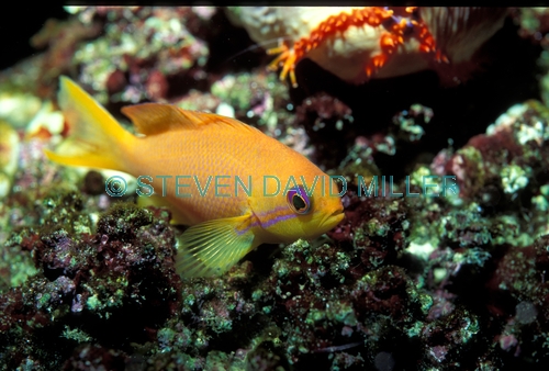 anthias;anthias picture;fairy basslet;fairy basslet picture;scalefin anthias;pseudanthias squamipinnis;great barrier reef;yellow fish;small fish