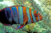 harlequin-tuskfish;tuskfish;tusk-fish;wrasse;lady-elliot-island;great-barrier-reef;colourful-fish;co