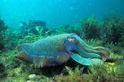 australian-giant-cuttlefish-picture;australian-giant-cuttlefish;giant-cuttlefish;australian-cuttlefi