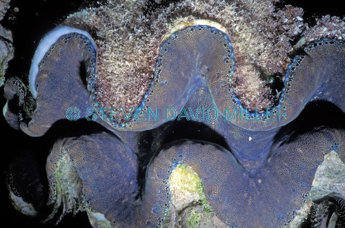 clam;tridacna clam;marine bivalve mollusk;marine mollusk;lizard island;great barrier reef;coral reef