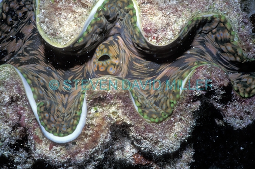 clam;tridacna clam;marine bivalve mollusk;marine mollusk;lizard island;island;great barrier reef;coral reef
