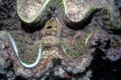 clam;tridacna-clam;marine-bivalve-mollusk;marine-mollusk;lizard-island;island;great-barrier-reef;cor
