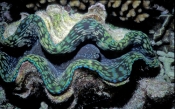 clam;tridacna-clam;marine-bivalve-mollusk;marine-mollusk;lizard-island;island;great-barrier-reef;cor