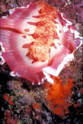 spanish-dancer-nudibranch-picture;spanish-dancer-nudibranch;spanish-dancer;nudibranch;hexabranchus-s