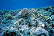 giant-triton-shell;triton-shell;tritan-shells;coral-reef;great-barrier-reef;lady-musgrave-island;tri