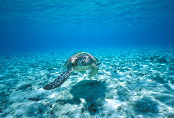 green turtle;sea turtle picture;sea turtle;green turtle swimmin;green turtle in the water;sea turtle swimming;sea turtle in water;lady musgrave island;great barrier reef;marine turtle;hard shelled sea turtle
