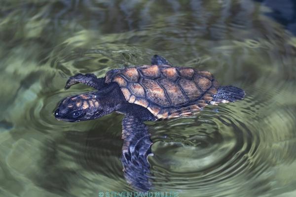 loggerhead turtle hatchling