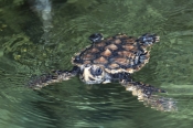 loggerhead-turtle-hatchling
