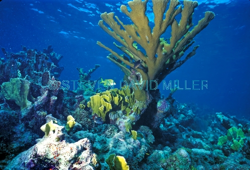 elkhorn coral;coral;hard coral;acropora palmata;branching coral;florida keys marine sanctuary;florida keys marine sanctuary coral reef;florida keys coral reef;florida coral reef