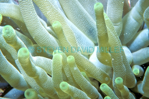 sea anemone;sea anemone tentacles;order actiniara;upper florida keys;florida keys marine sanctuary