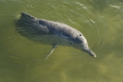 indo-pacific-humpback-dolphin;sousa-chinensis;great-sandy-strait;tin-can-bay-dolphins;steven-david-m