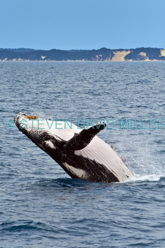 humpback whale;megaptera novaeangliae;humpback whale breaching;humpback whale leaping;humpback whale watching;hervey bay;fraser island;platypus bay;queensland;hervey bay whale watching;whale watching