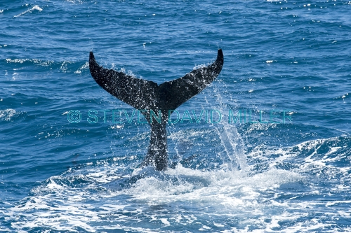 humpback whale calf;megaptera novaeangliae;humpback whale calf playing;humpback whale calf tail slapping;hervey bay;queensland;humpback whale tail;humbback whale tail slapping;whale tail slapping;hervey bay whale watching