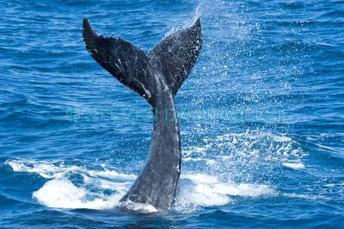humpback whale calf;megaptera novaeangliae;humpback whale calf playing;humpback whale calf tail slapping;hervey bay;queensland;whale tail slapping;tail slapping;hervey bay whale watching