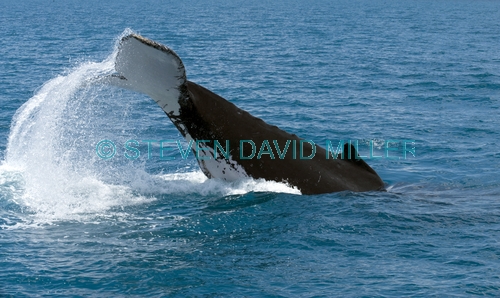 humpback whale;megaptera novaeangliae;humpback whale tail slapping;humpback whale tail;whale tail;hervey bay;queensland;whale watching;hervey bay whale watching;humpback whale watching