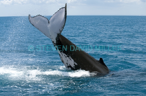 humpback whale;megaptera novaeangliae;humpback whale tale slapping;humpback whale tail;humpback whale tail slapping sequence;hervey bay;queensland;steven david;whale tail;whale watching;hervey bay whale watching;humpback whale watching