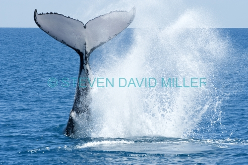 humpback whale;megaptera novaeangliae;humpback whale tale slapping;humpback whale tail;hervey bay;queensland;steven david;whale tail;whale watching;hervey bay whale watching;humpback whale watching