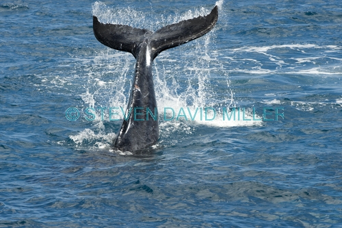 humpback whale;megaptera novaeangliae;humpback whale tale slapping;humpback whale tail;hervey bay;queensland;whale tail;whale watching;hervey bay whale watching;humpback whale watching
