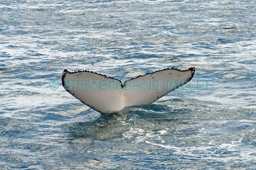 humpback whale;megaptera novaeangliae;humpback whale tail;humpback whale watching;whale tail;tail;hervey bay;queensland;whale watching;hervey bay whale watching