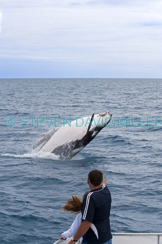 humpback whale;megaptera novaeangliae;humpback whale breaching;humpback whale leaping;humpback whale watching;hervey bay;queensland;whale watching;humpback whale tail;hervey bay whale watching