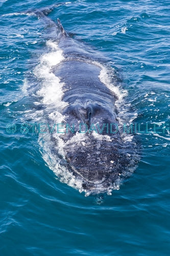 humpback whale;megaptera novaeangliae;humpback whale surfacing;humpback whale top of head;hervey bay;queensland;whale watching;hervey bay whale watching;humpback whale watching